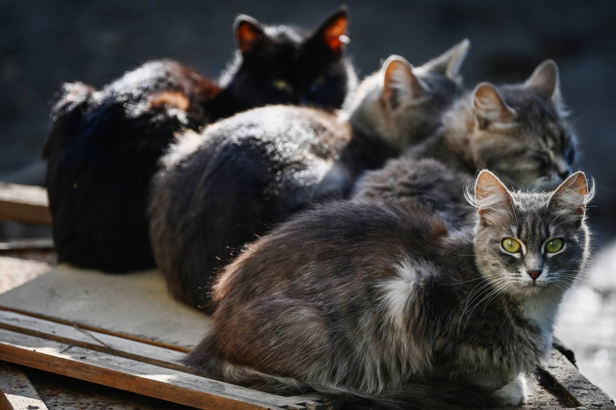 Top 10 most popular cat breeds in the USA