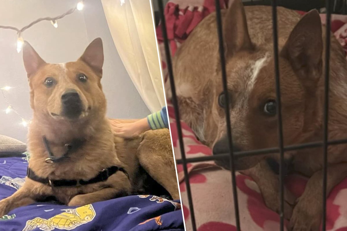 Runaway rescue dog is back with his new family after five weeks in the ...