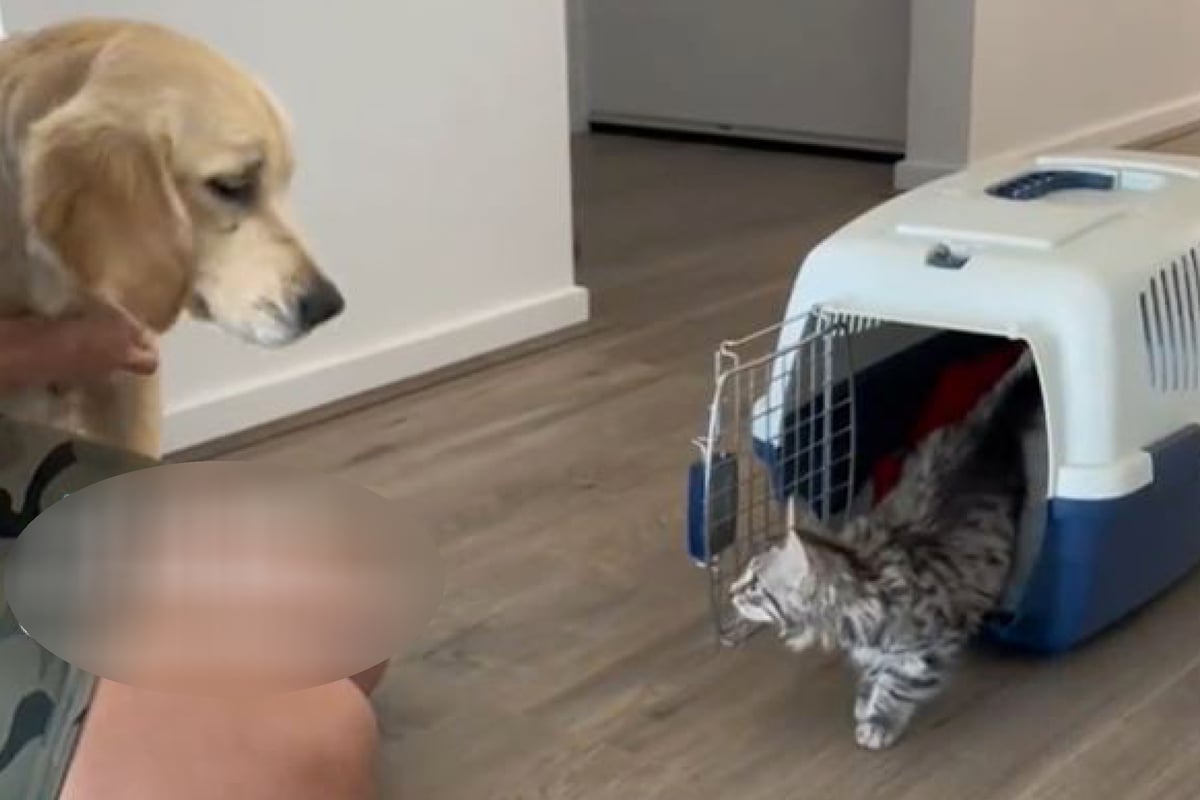 Cat and dog duo steal hearts on TikTok with furever bond