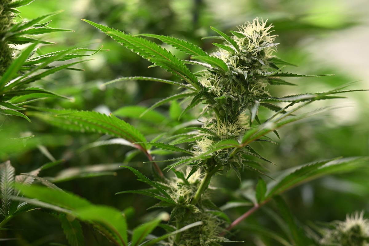 Ruhest-rung-f-hrt-Polizei-zu-verbotenen-Parolen-und-Cannabispflanzen