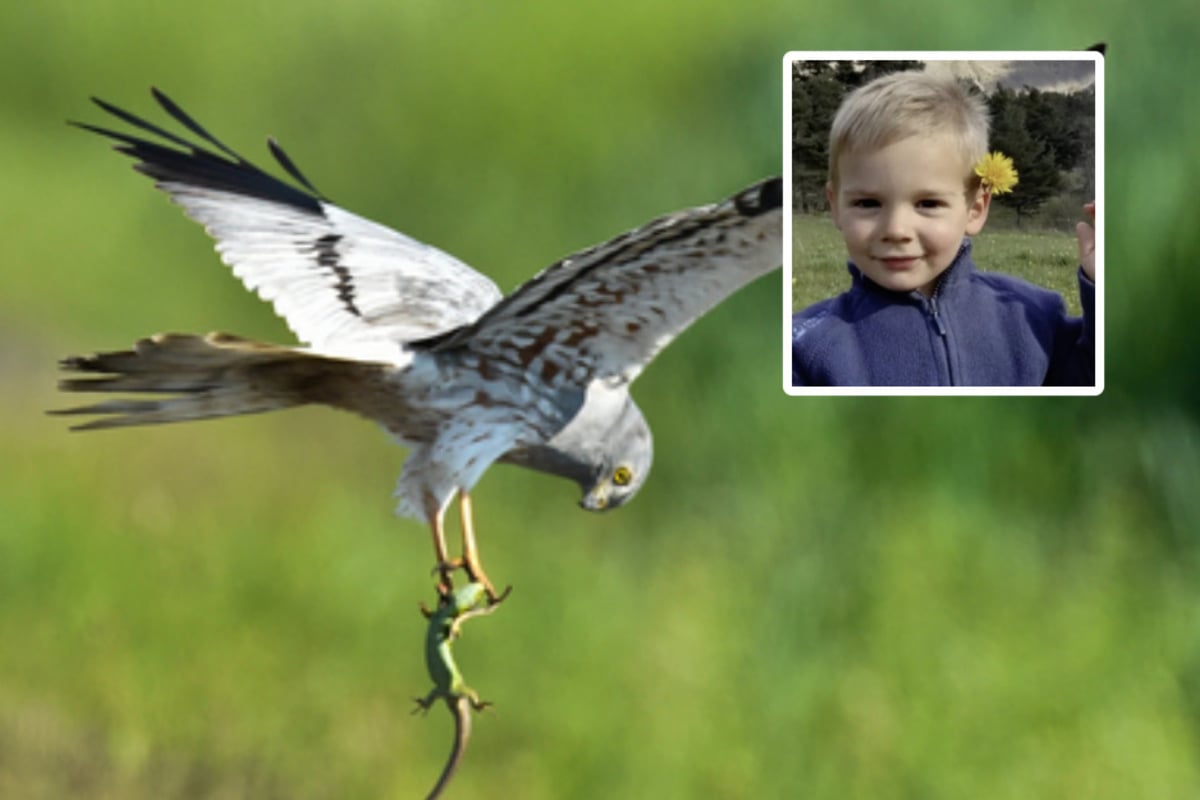 Zweijähriger aus Frankreich seit einer Woche verschwunden: Wurde Émile  Opfer eines Greifvogels?