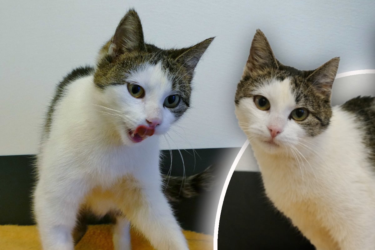 Katze-Bella-Donna-hat-ein-Problem-Findet-sie-trotzdem-ihr-Happy-End-