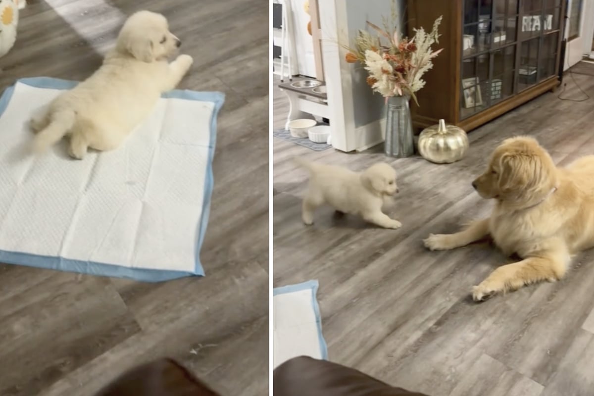 Golden retriever meets tiny puppy and his reaction is too cute for words!