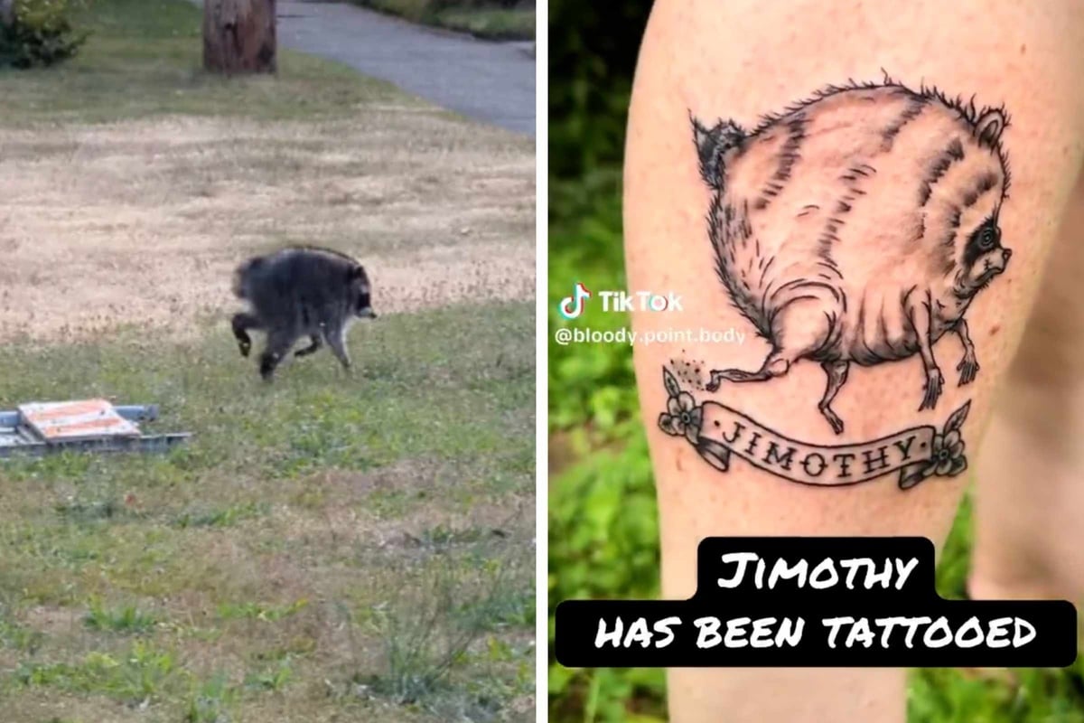 Jimothy the viral raccoon has already inspired fan tattoos: "It's kind of a symbol of resilience"