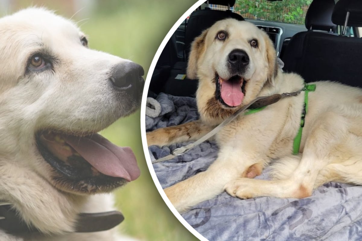 Pfleger haben kaum Hoffnung, doch dann erlebt Hund Yuki ein kleines Wunder