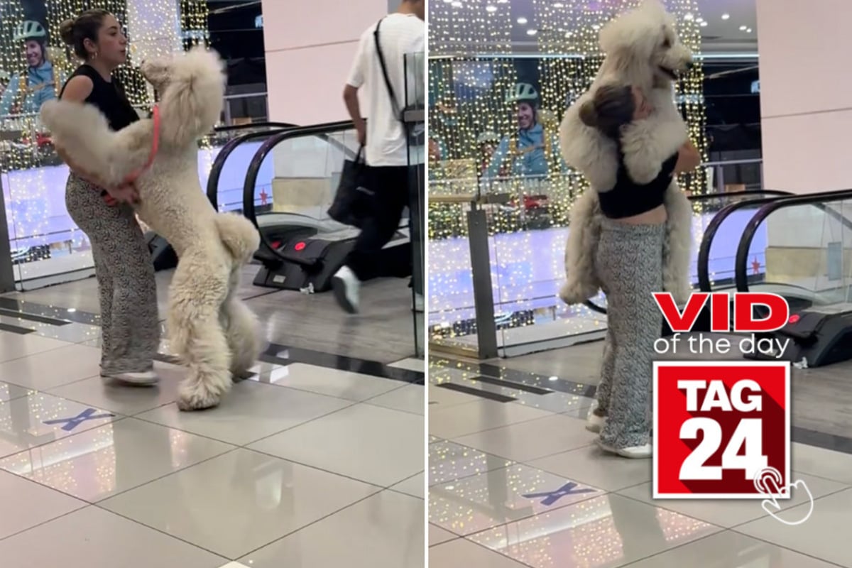 Viral Video of the Day for December 16, 2024 Big dog gets carried like