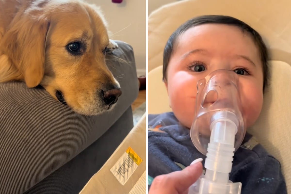 Baby ist schwer krank, was der Familienhund dann tut, lässt Millionen Herzen schmelzen
