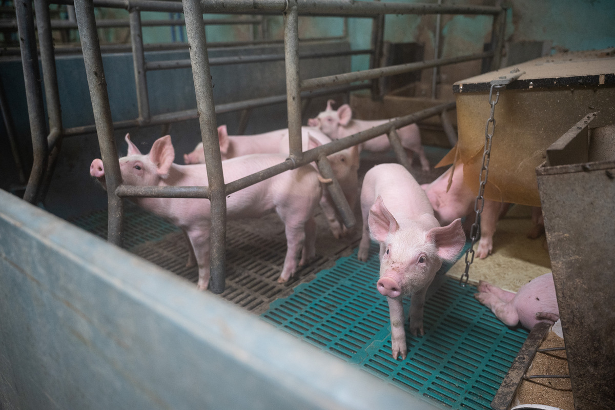 Verpuffung im Stall: Etwa 20 Ferkel müssen schwer verletzt ...