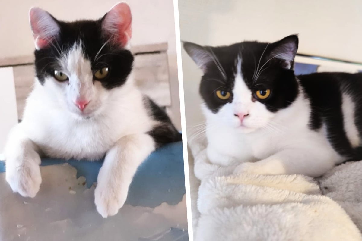 Süße Kater mit schwerem Schicksal: Finden Joschi und Stitch jetzt ihr Glück?