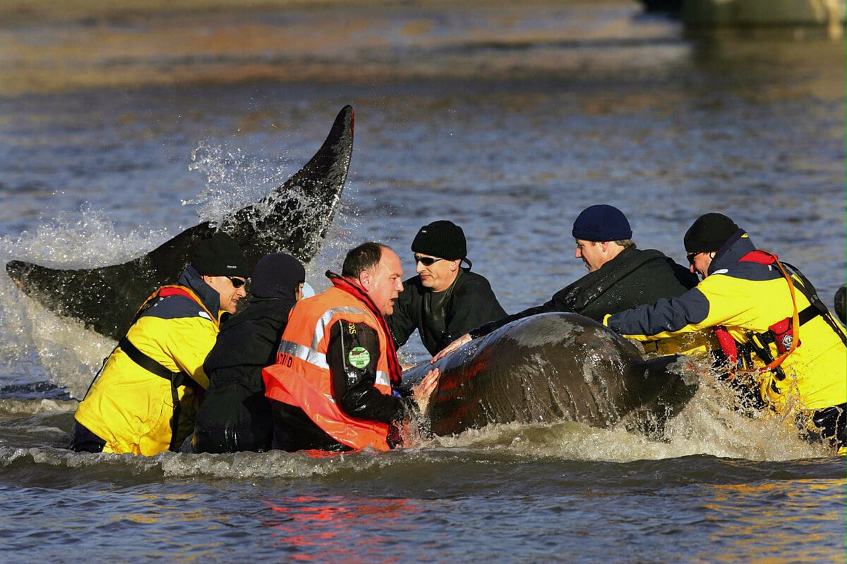 Timmy ist nicht der erste: Diese Rettungsaktionen von Walen bleiben unvergessen