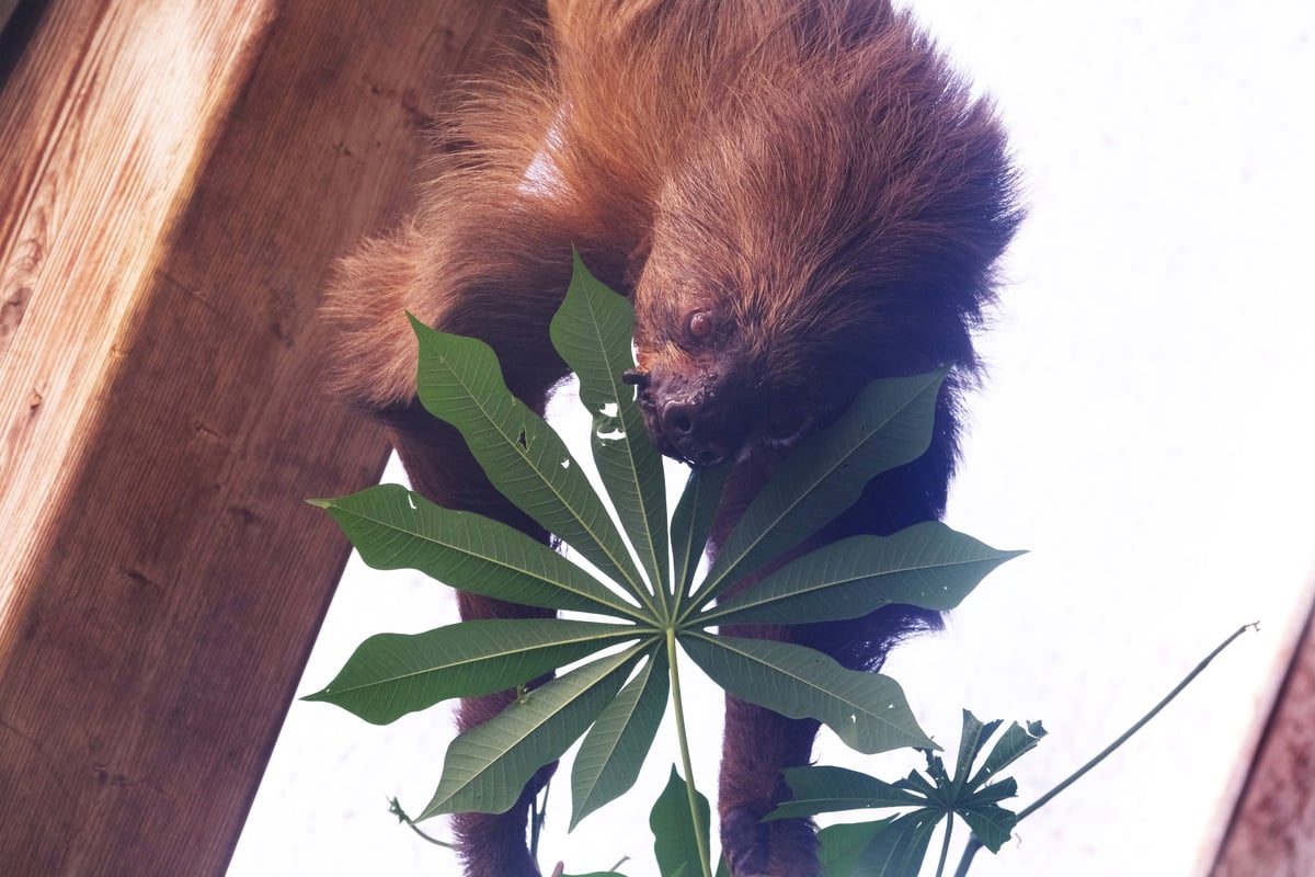 How did Jan the sloth get older than your dad?