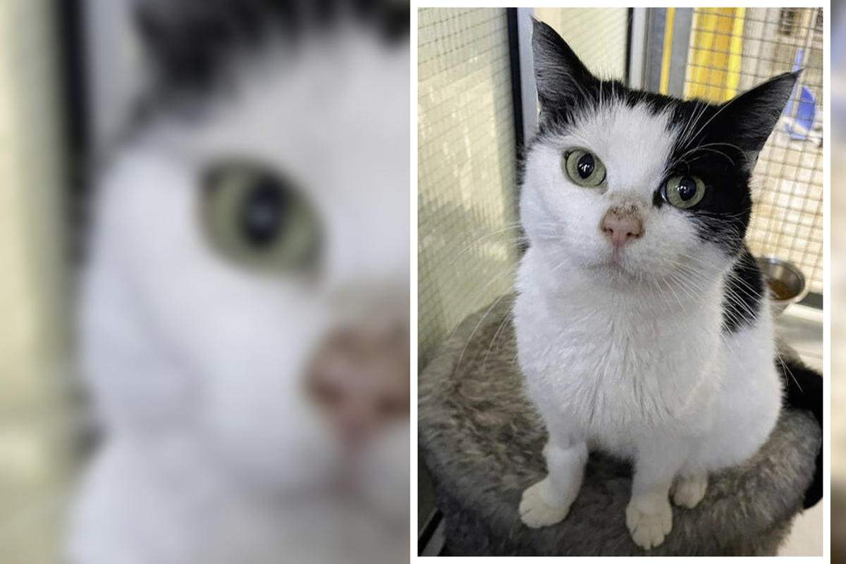 Katze-wurde-halb-tot-ins-Tierheim-gebracht-Findet-die-s-e-Tilli-jetzt-ihr-Gl-ck-