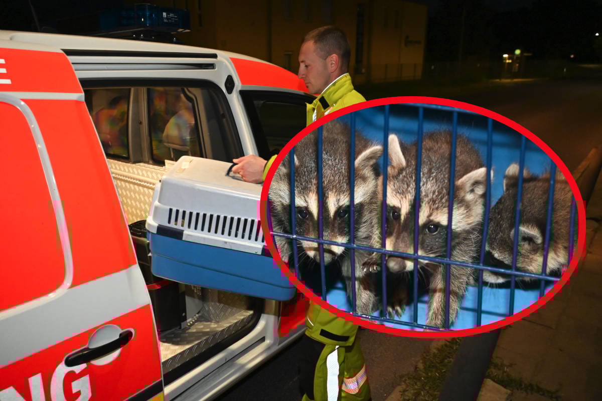 Hinter-Gittern-Der-Waschb-rknast-Feuerwehr-holt-kleine-quot-Banditen-quot-von-der-Stra-e