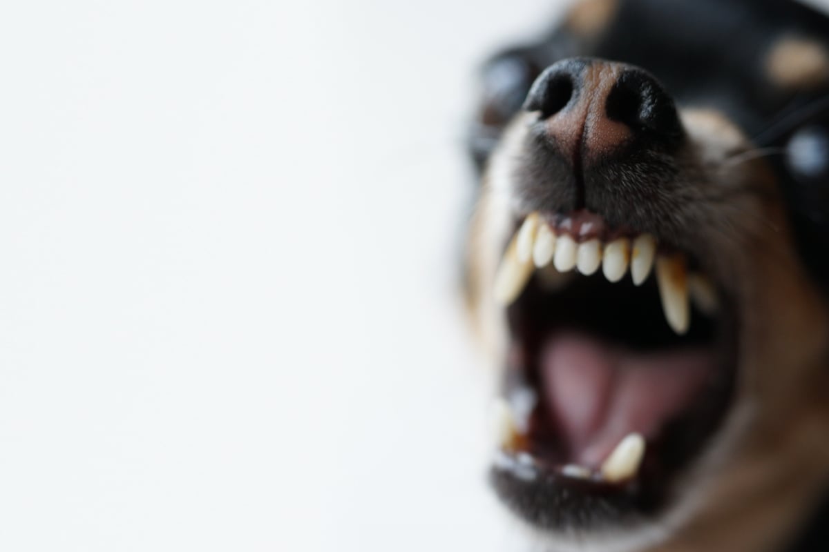 Hund beißt Katze auf Kinderspielplatz tot: Sein "Herrchen" geht einfach weiter