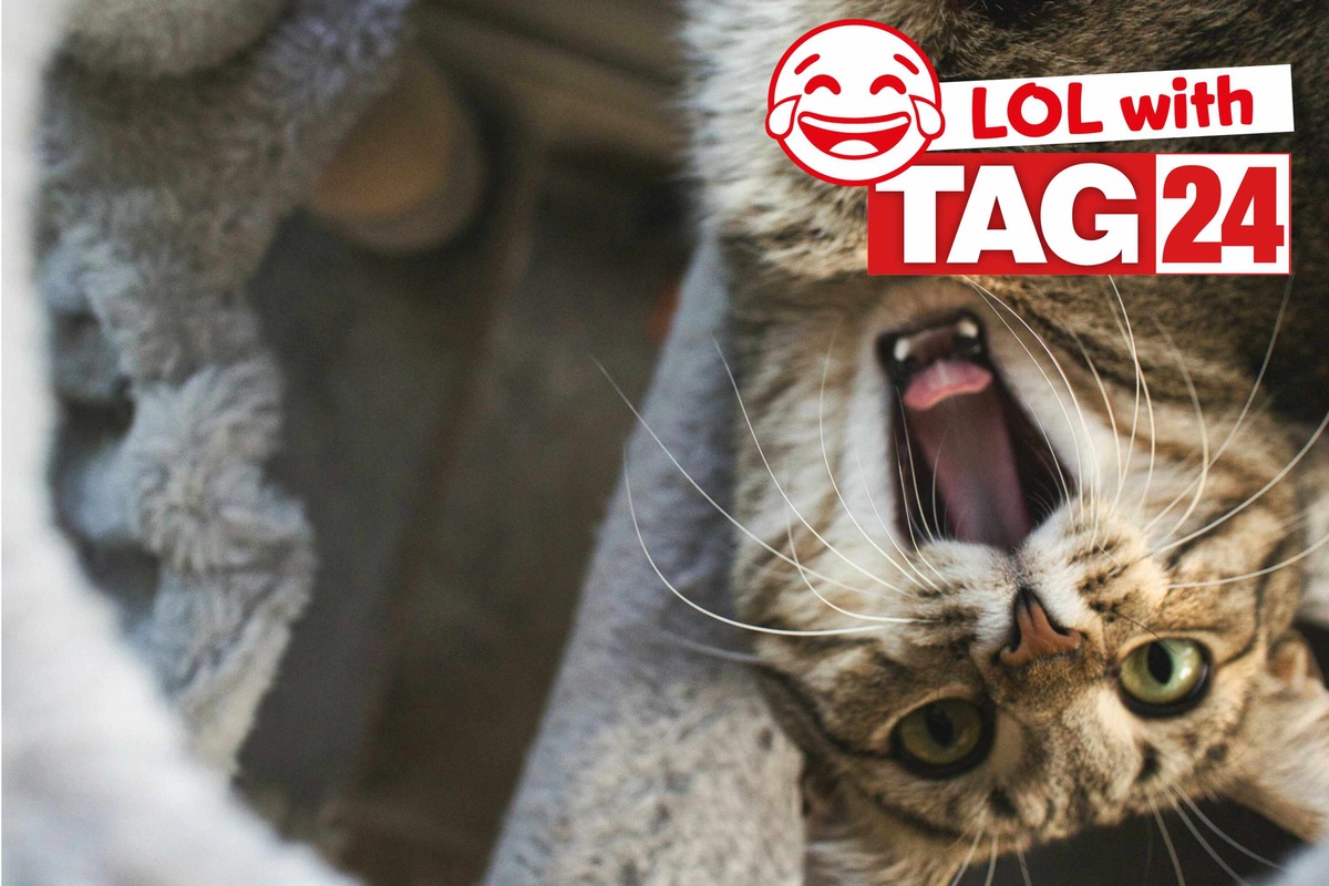 Joke of the Day for November 2, 2024 The best jokes to make you laugh