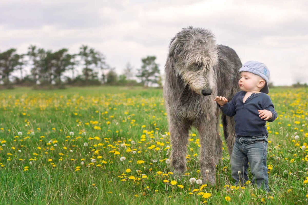 Largest dog breeds in the world Here are the top 10 biggest dogs