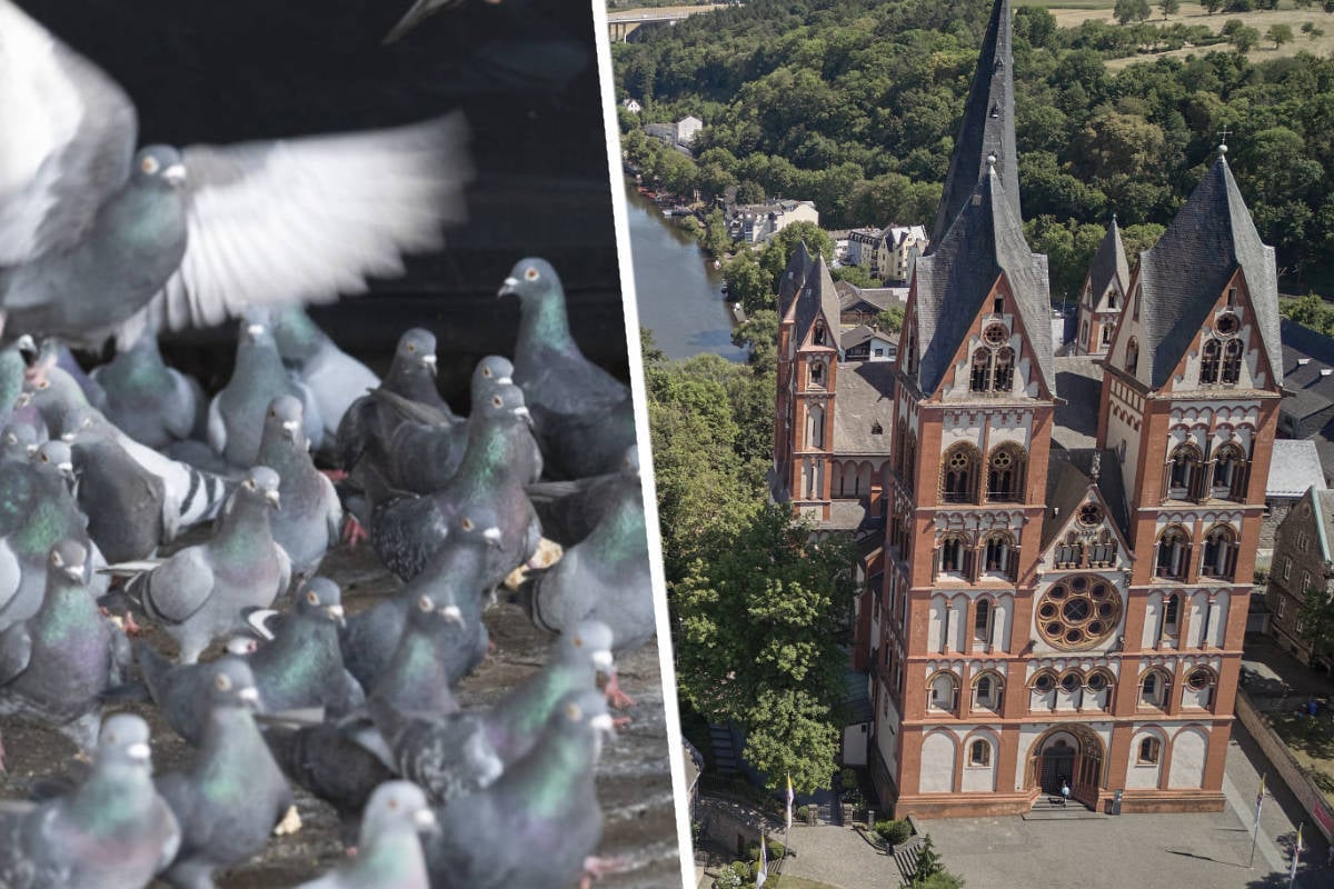 Taubentötung in Limburg: So können jetzt 200 Tiere gerettet werden!