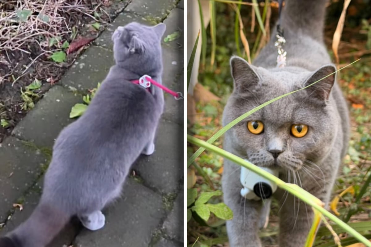 Cat on a walk solves a two-month-old mystery! 
