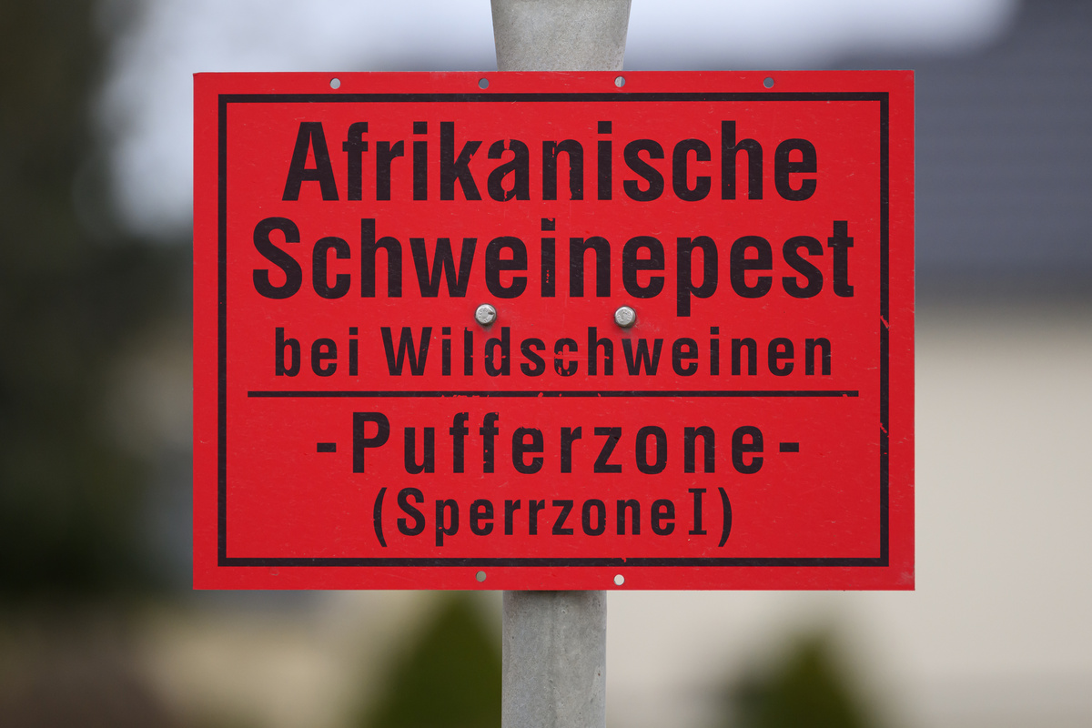 Afrikanische Schweinepest nun auch in Hessen!