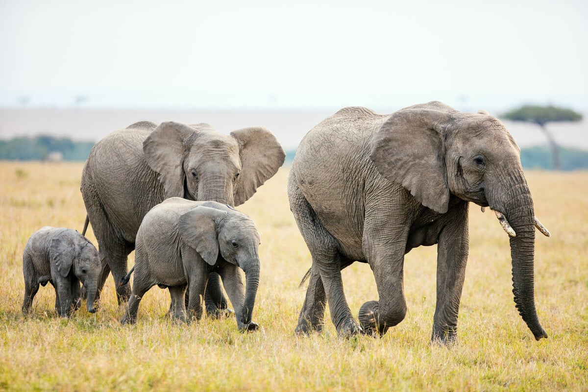 Elefantensterben Afrika