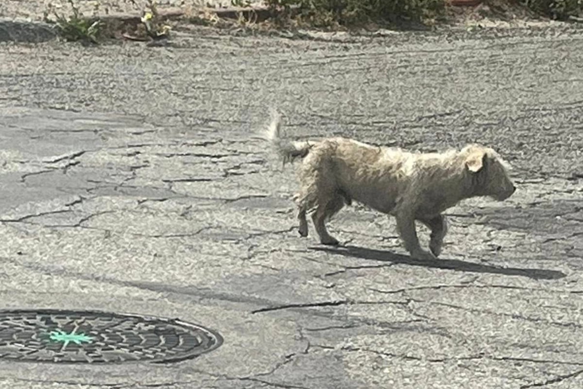 Hund irrt einsam umher: Was Frau dann beobachtet, ist für sie wie ein Stich ins Herz
