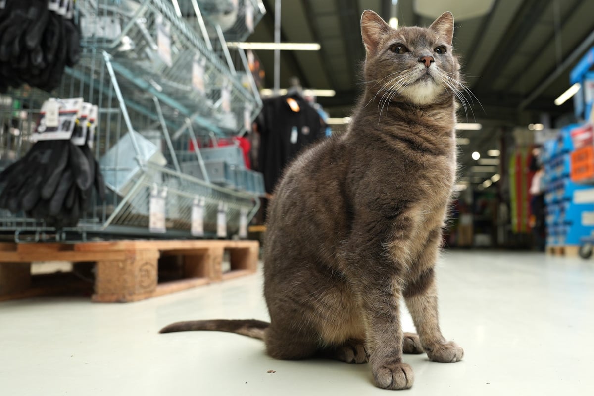 Wer hat sowas schon gesehen? Katze Lotti wohnt im Baumarkt