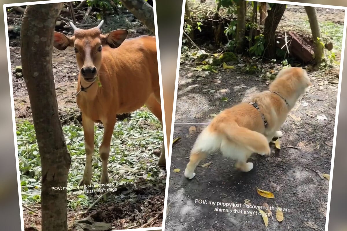 Golden retriever has the sweetest reaction to meeting other animals for the first time