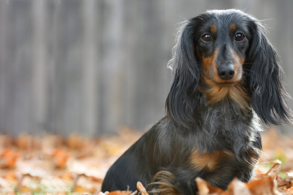 Dachshund personality, problems, and history A pooch portrait