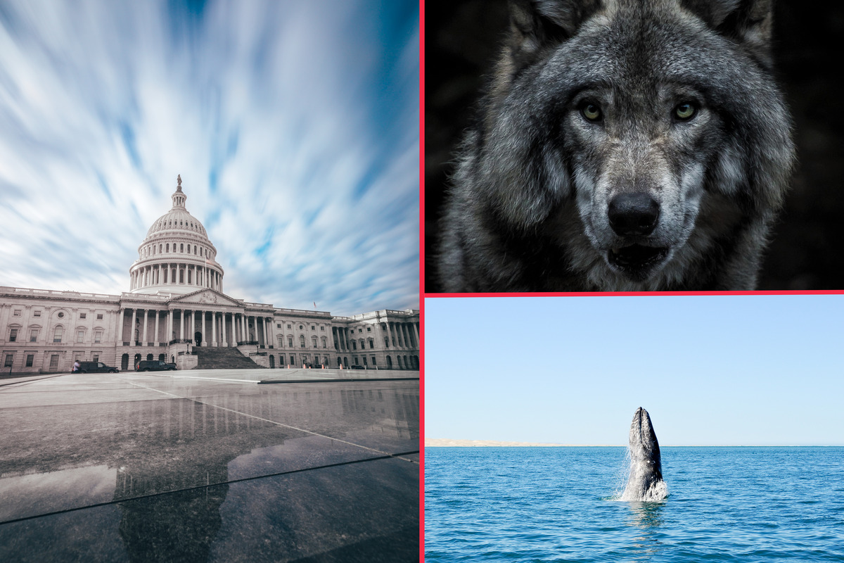 Republicans strip life-saving protections from country's most endangered species