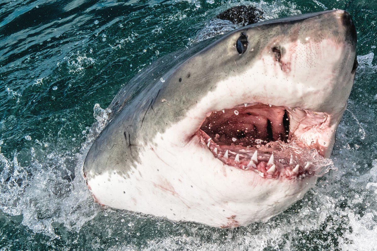 Zahn bleibt stecken: Hai beißt Surfer an beliebtem Strand ins Bein!