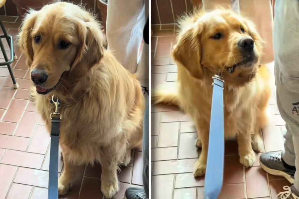 Dog is suddenly terrified for this odd reason: "A full panic attack because THIS walked into the café!"