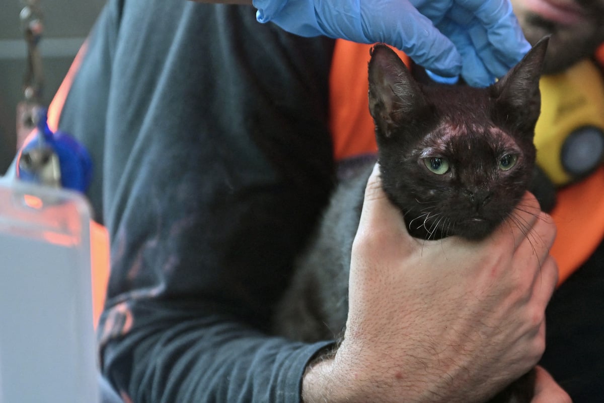 Cat miraculously rescued from ruins of deadly Venezuela earthquakes: "A ray of hope"