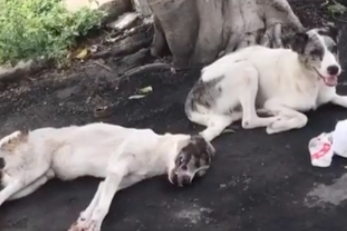 Loyal Dog Stays By His Friend After He Gets Hit By A Car And Saves His ...