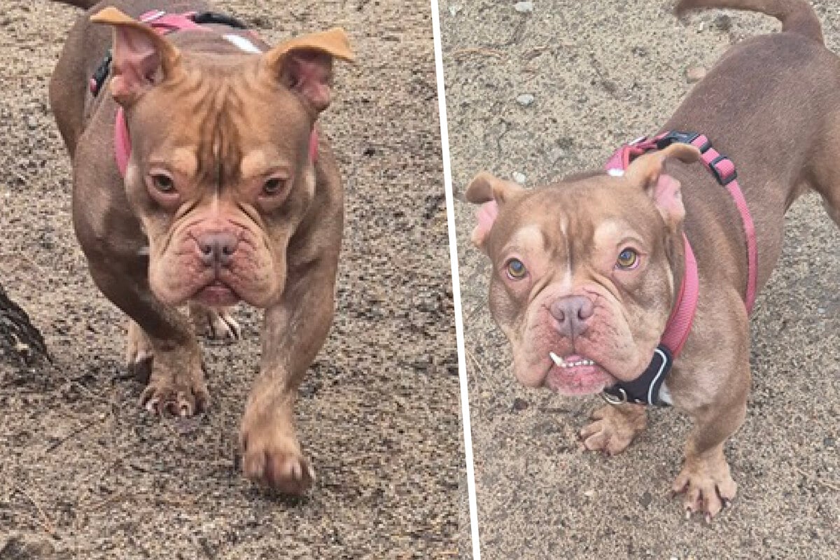 Niemand vermisste die imposante Bulldogge: Gibt es für armen Woody noch ein Happy End?