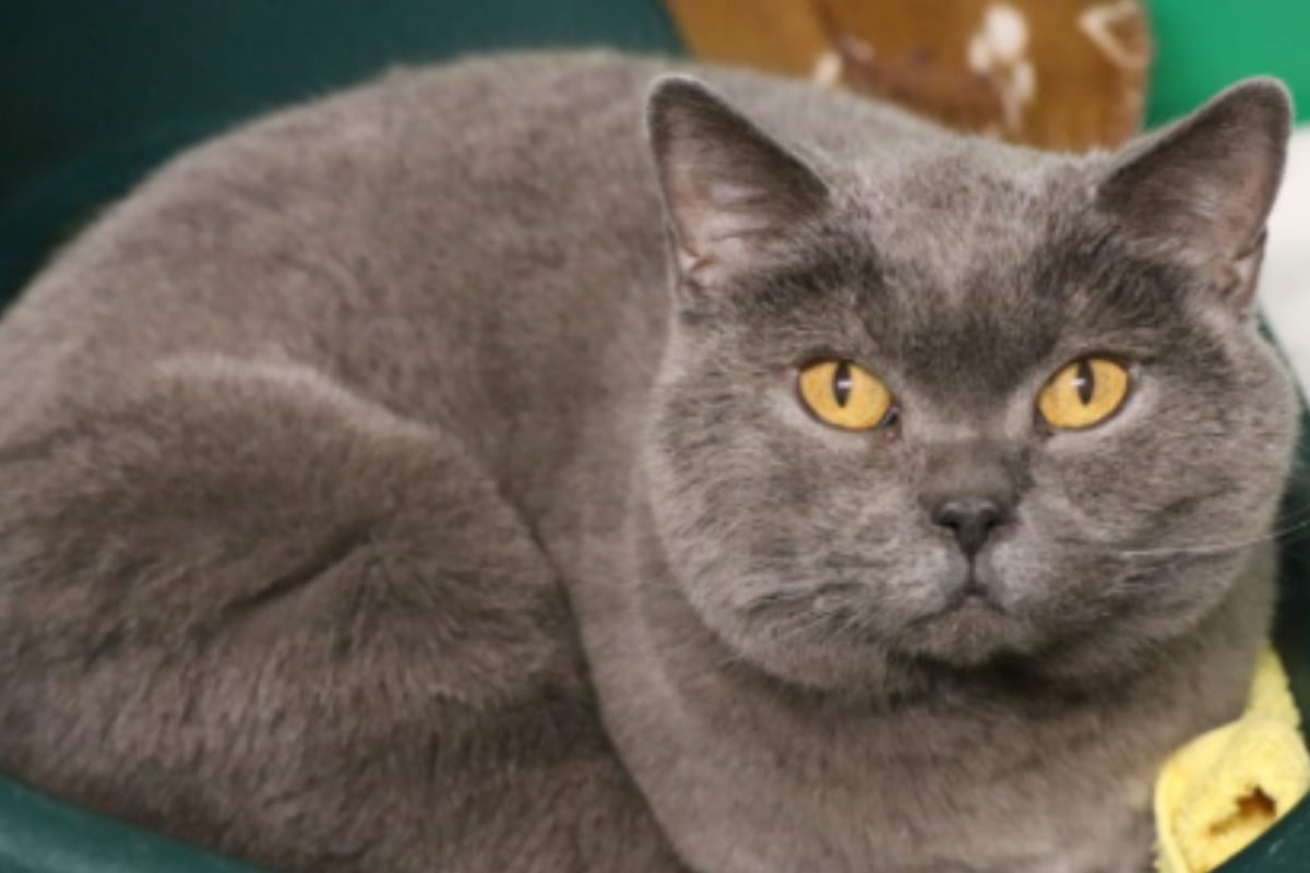 Von-anderen-Katzen-gemobbt-Bayli-sehnt-sich-nach-einem-liebevollen-Zuhause