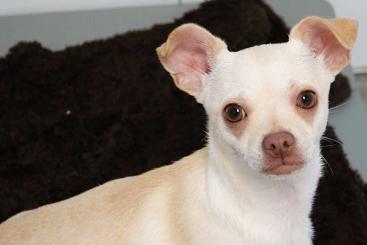 Wie-kann-man-nur-so-grausam-sein-Hund-Bimbi-wurde-durch-offenes-Fenster-entsorgt