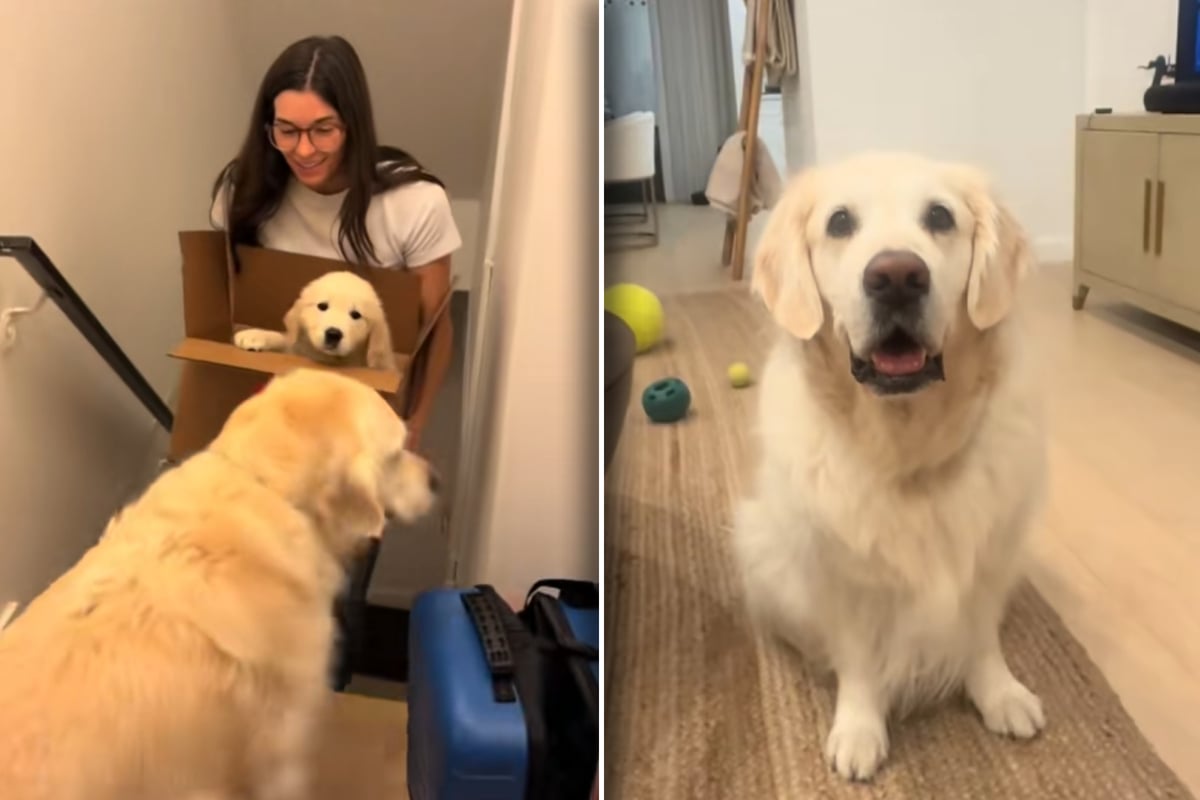 Golden retriever dog is surprised with new puppy – but he doesn't know ...