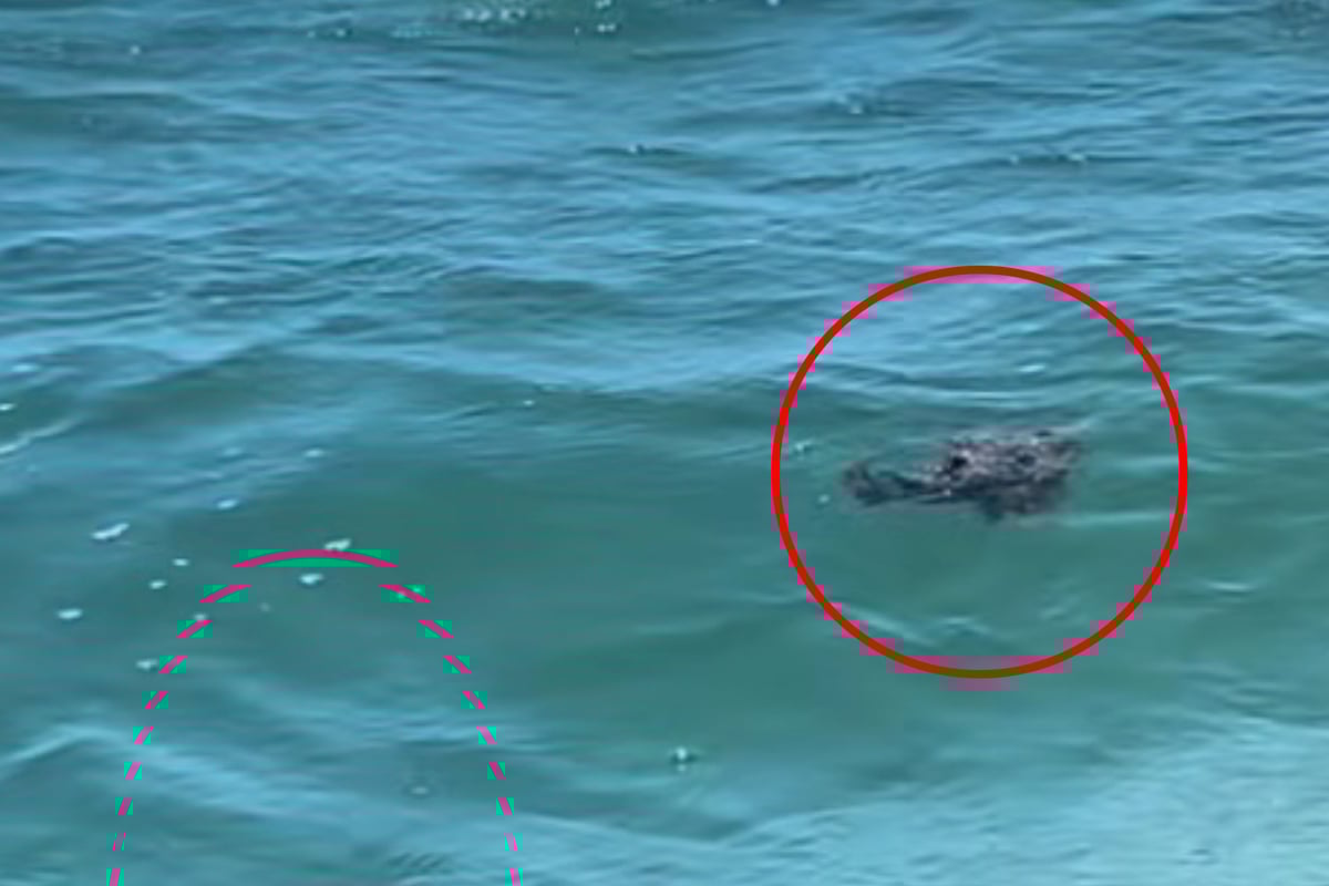 Kajakfahrer-kann-nicht-glauben-was-f-r-ein-Tier-er-da-sieht-Ziemlich-weird-