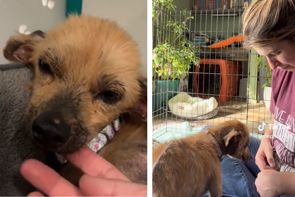 rescue-dog-chooses-love-and-melts-tiktok-users-hearts