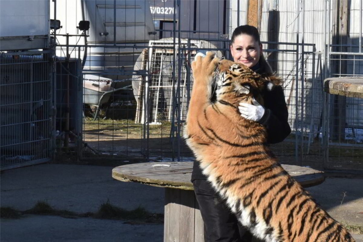 Tiger-Queen-durfte-sich-nicht-von-ihren-Raubtieren-verabschieden-Habe-sie-nur-schreien-h-ren-