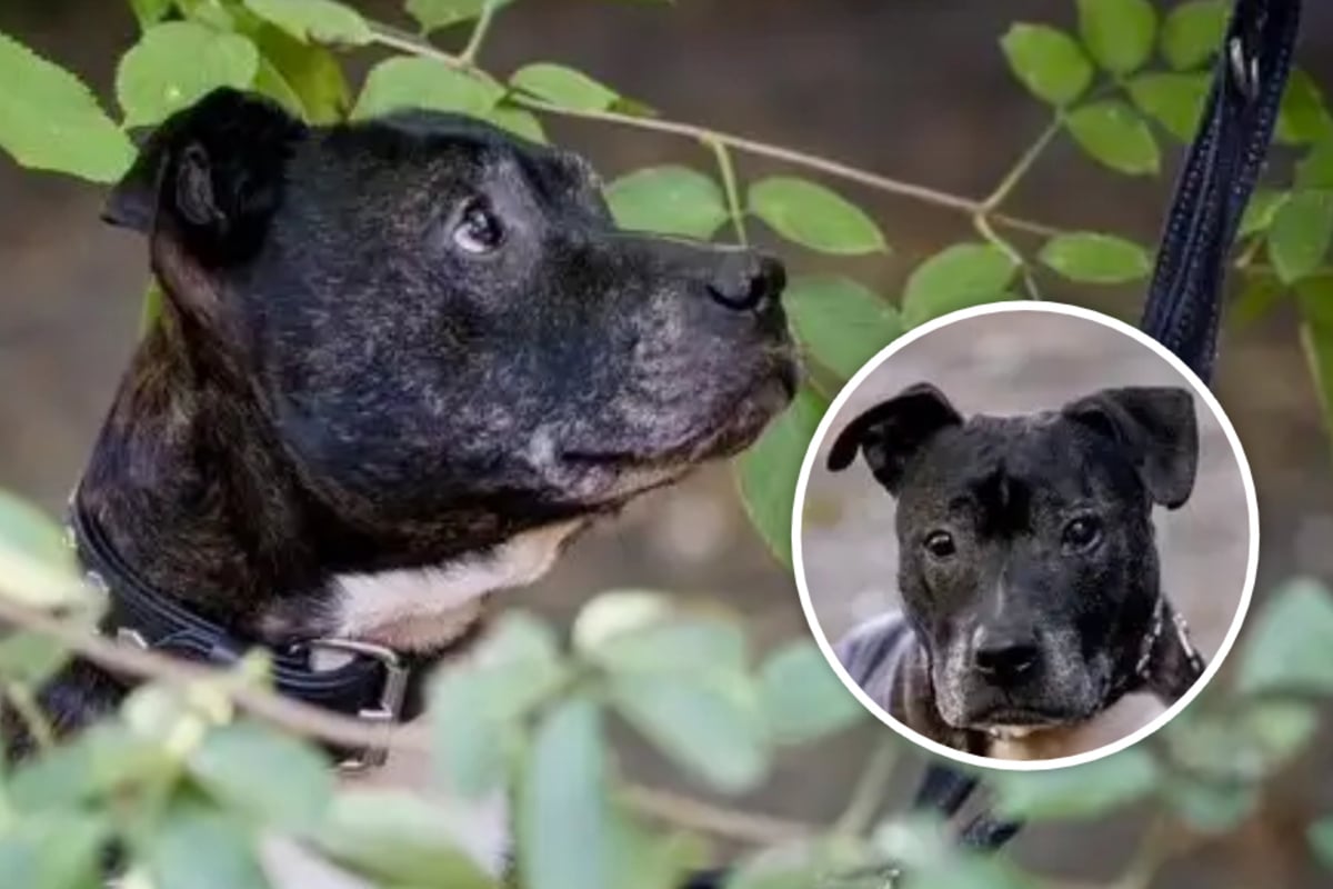 Er gilt nur wegen seiner Rasse als gefährlich: Wer gibt Schmidtke eine Chance?
