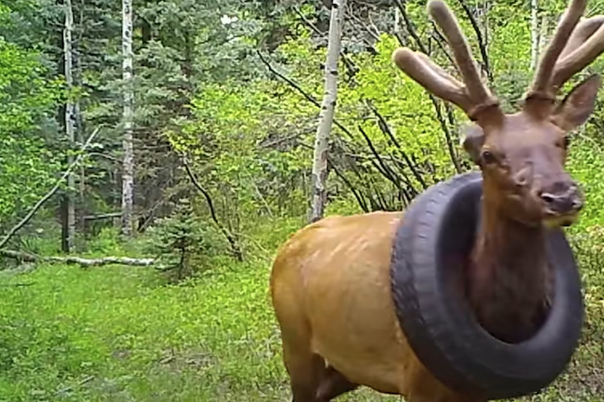Elk finally gets rid of tire necklace after two years, thanks to