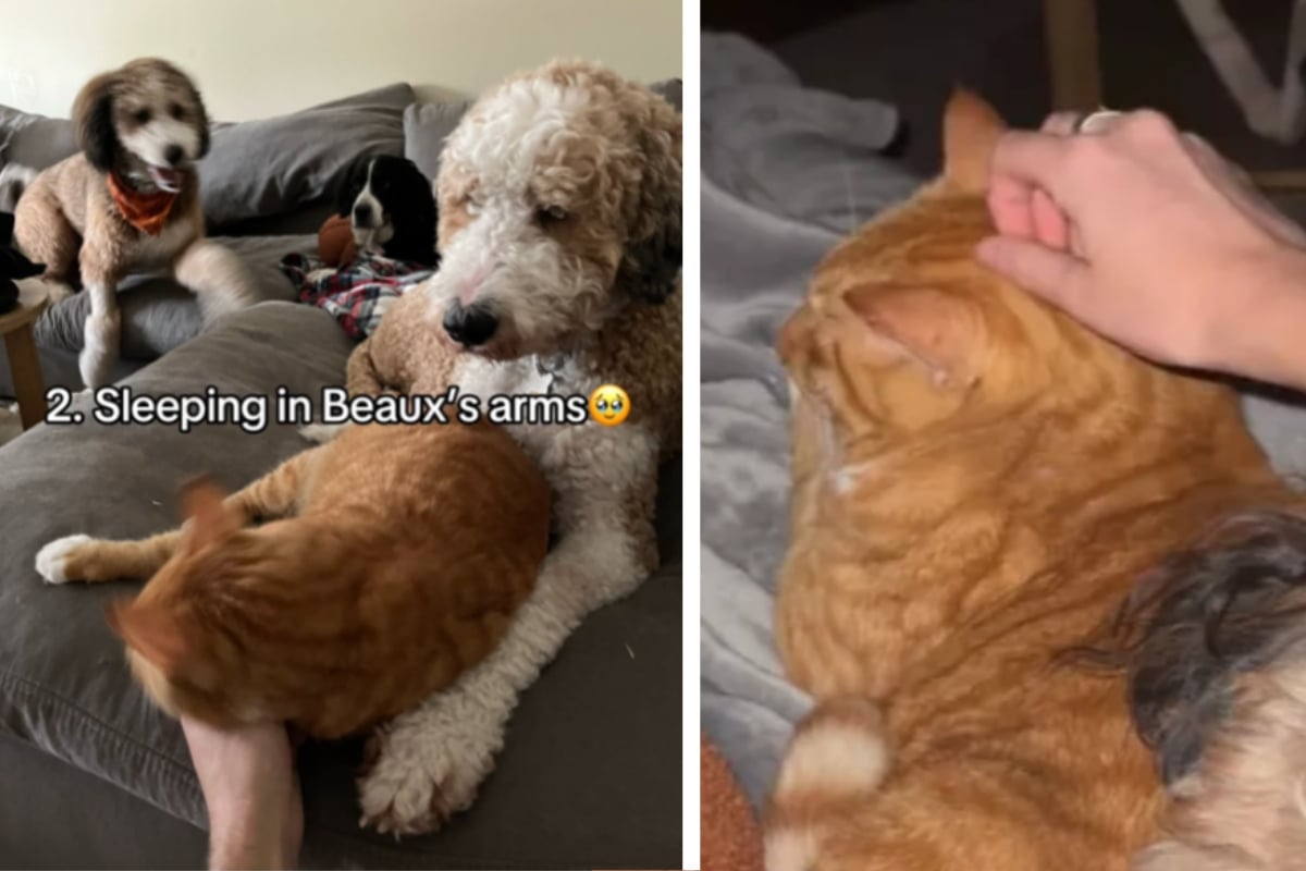 Dogfilled family takes in kitten during Hurricane Milton but how do