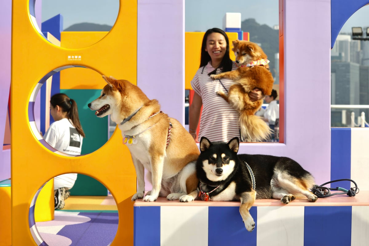 Top 10 best Japanese dog breeds