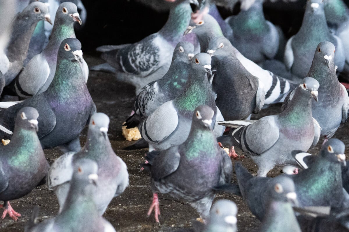 Hunderten Tauben droht der Tod! Gibt es doch noch Rettung?