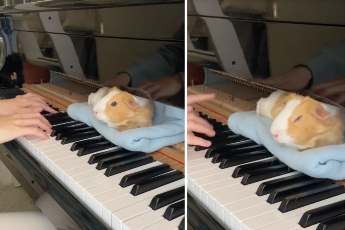 Was dieses Meerschweinchen tut, sobald seine Besitzerin Klavier spielt, berührt so viele!