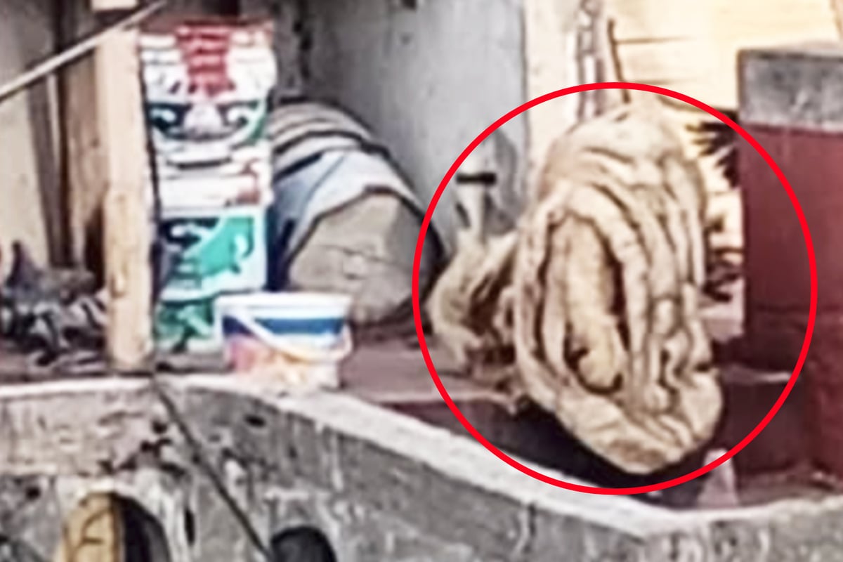 Frauen-k-nnen-nicht-glauben-was-sie-da-f-r-ein-Wesen-ersp-hen