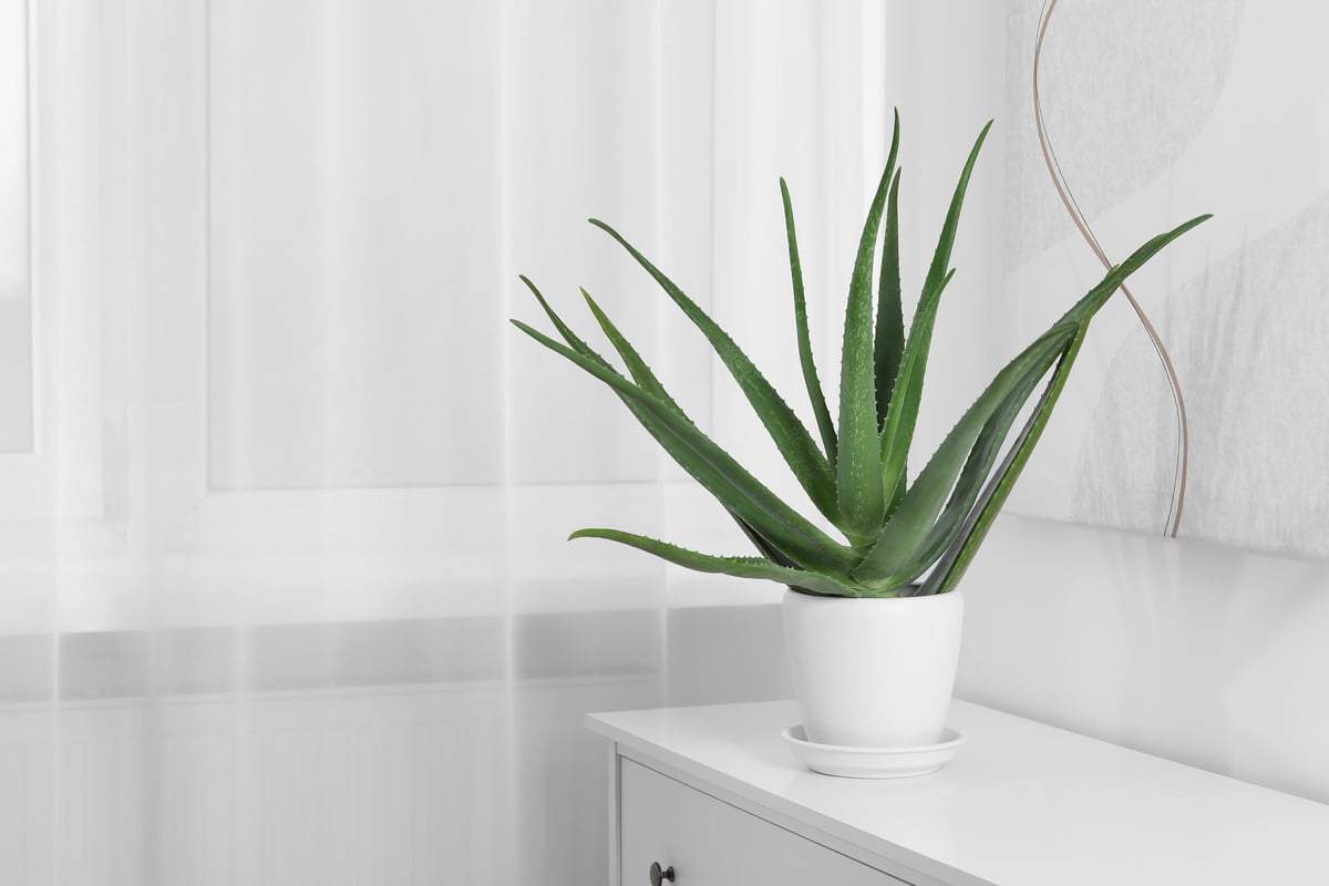 Aloe Vera umtopfen: Schritt fr Schritt zu einer gesunden Pflanze
