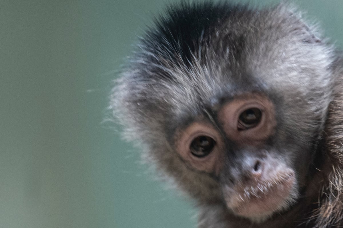 Verdacht der Tierquälerei: Wurde Affe illegal gehalten?
