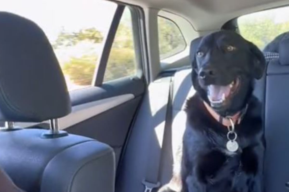 TikTok goes wild over dog's hilariously relatable beach beforeandafter